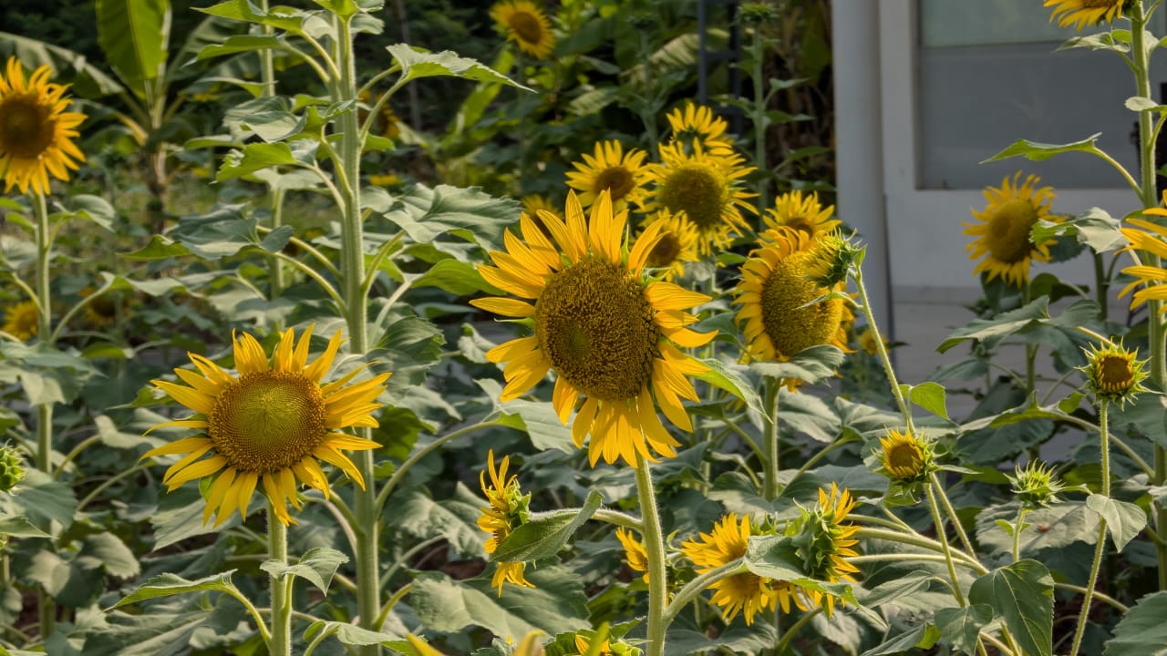 Whitelake -Sun Flowers Garden